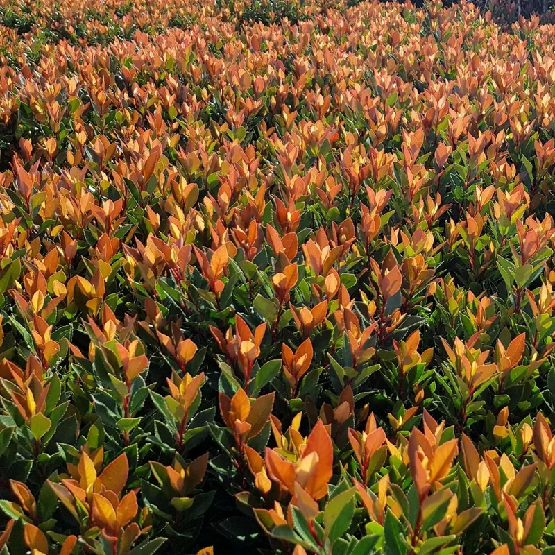 Photinia 'Chico' Terrassenbaum