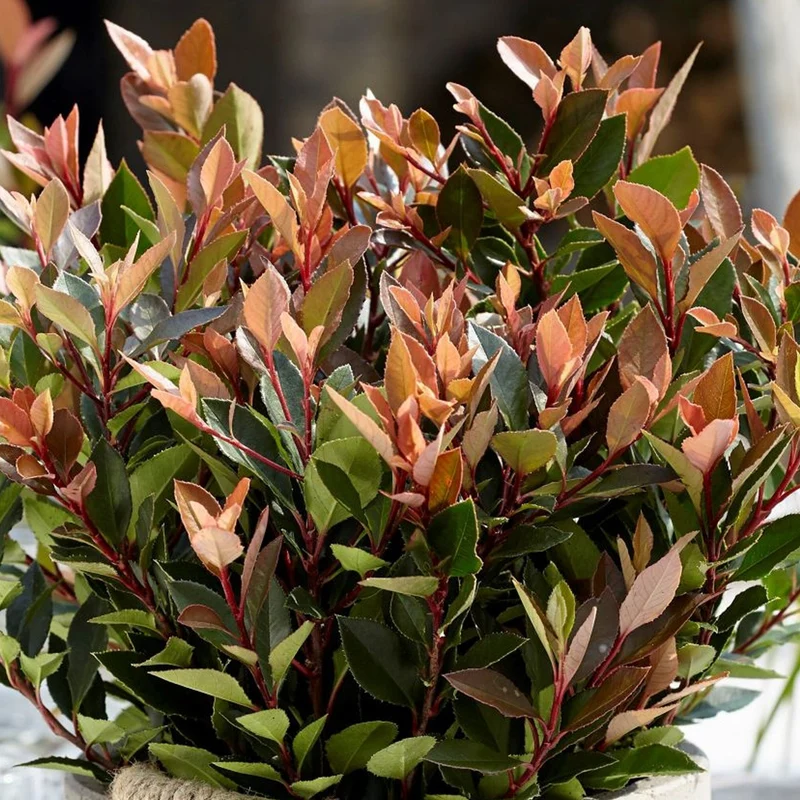 Photinia 'Chico' Terrassenbaum