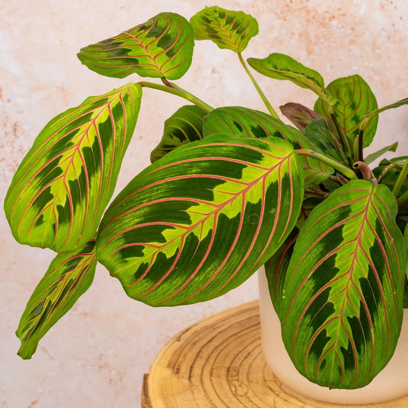 Maranta 'Fascinator Tricolour'