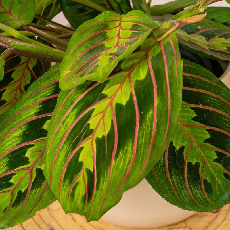 Maranta 'Fascinator Tricolour'