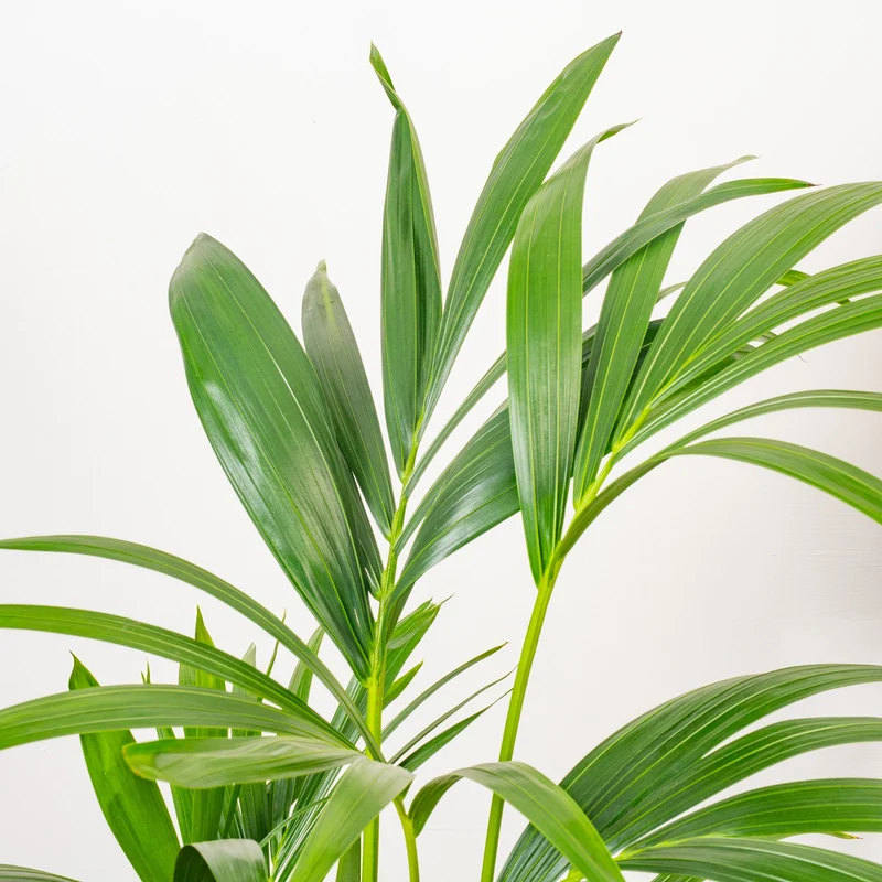 Howea forsteriana