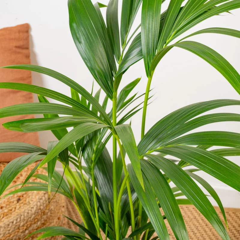 Howea forsteriana