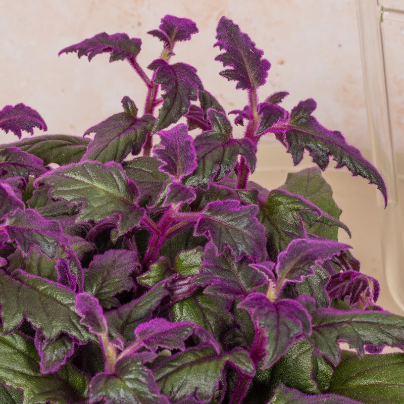 Gynura 'Purple Passion'