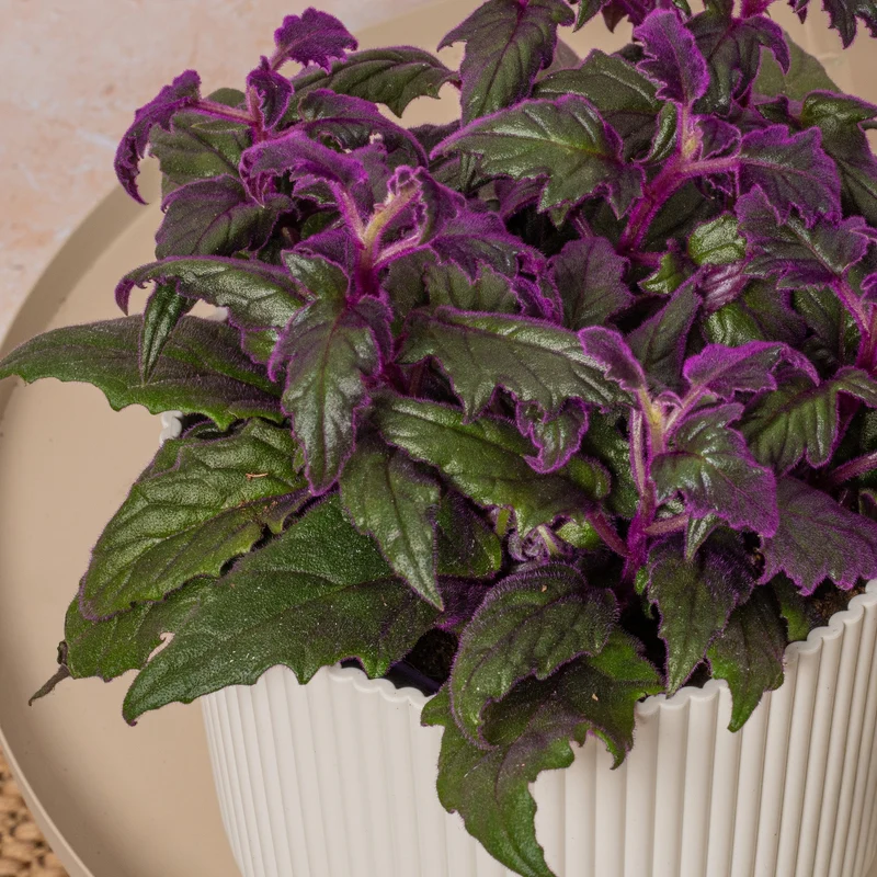 Gynura 'Purple Passion'