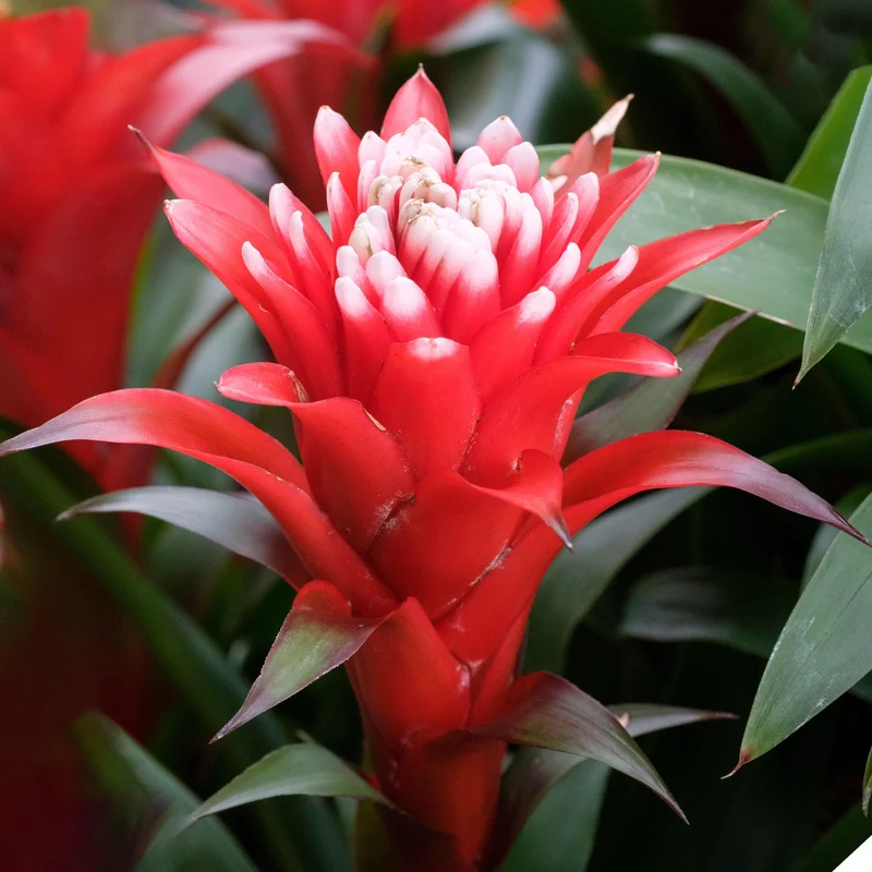 Guzmania 'Hoffnung'
