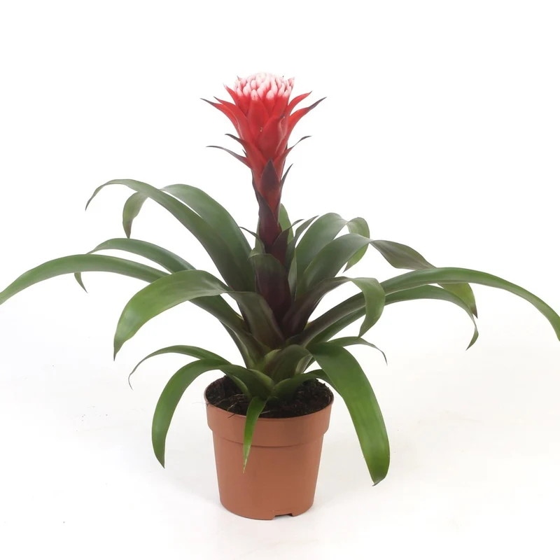 Guzmania 'Hoffnung'