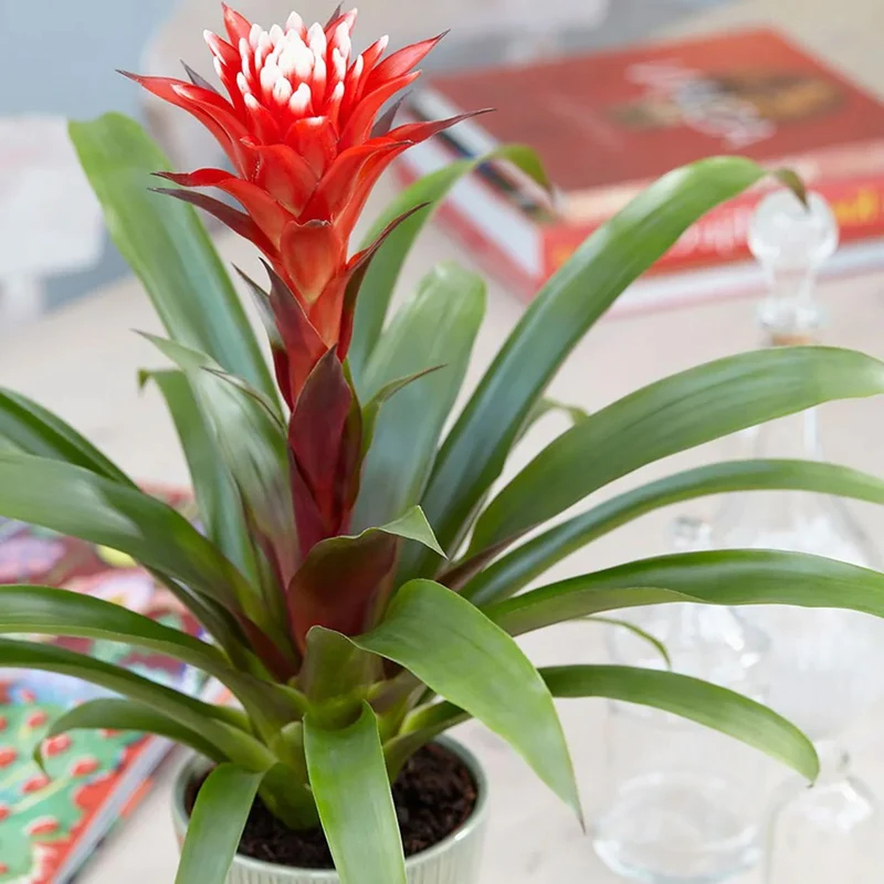 Guzmania 'Hoffnung'