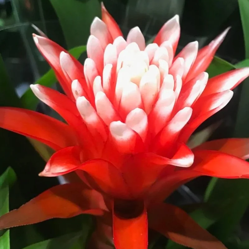Guzmania 'Hoffnung'