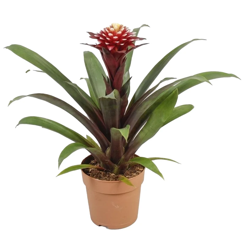Guzmania 'Francesca'