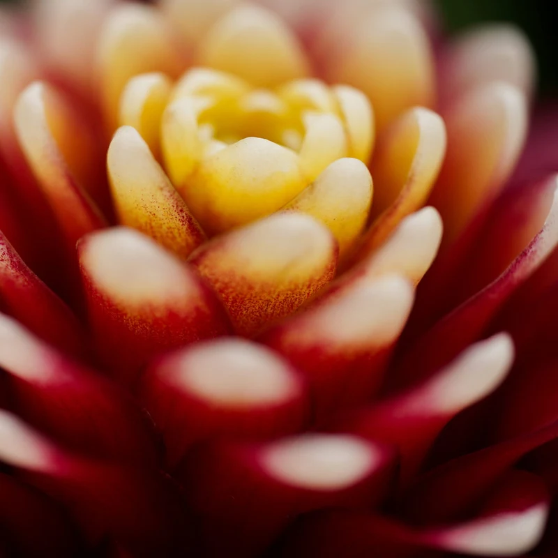 Guzmania 'Francesca'