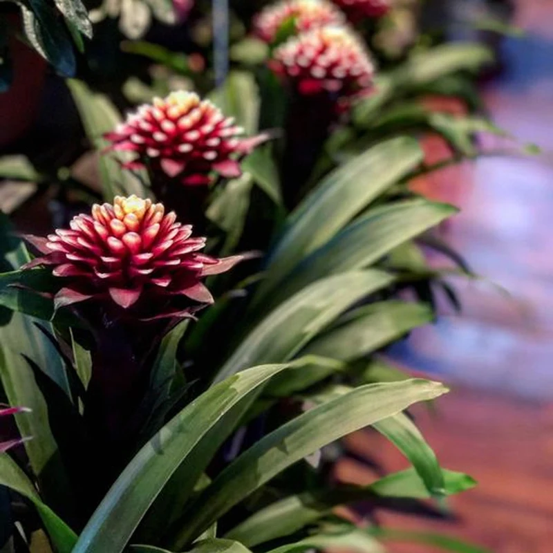 Guzmania 'Francesca'