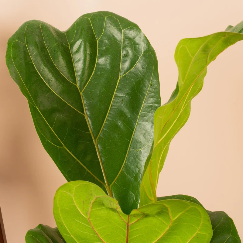 Ficus lyrata