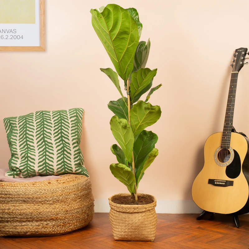 Ficus lyrata