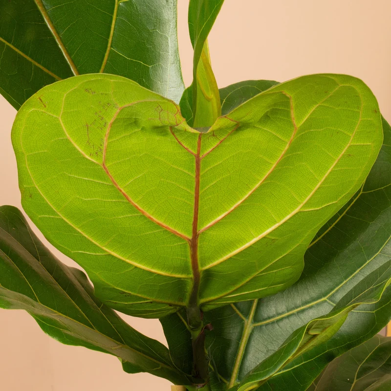 Ficus lyrata