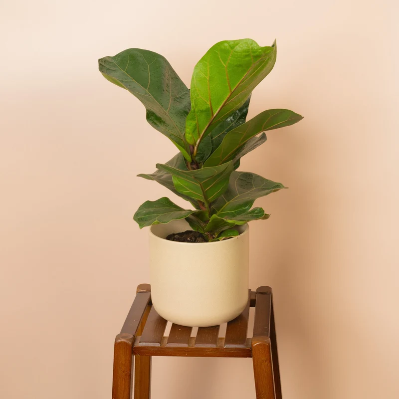 Ficus lyrata
