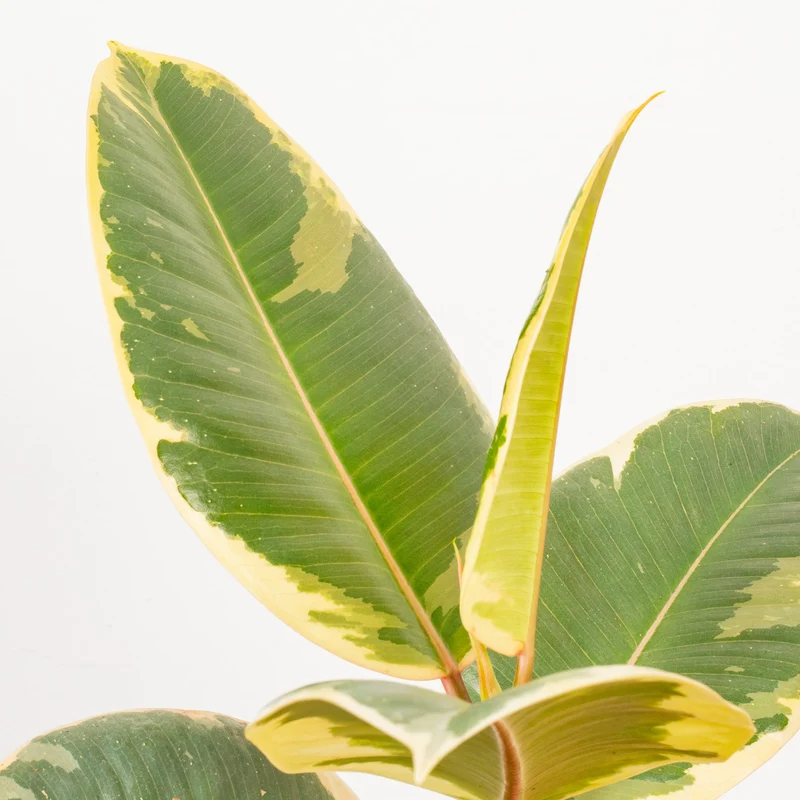 Ficus 'Tineke'