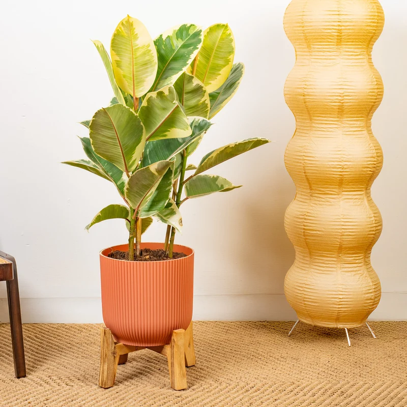 Ficus 'Tineke'