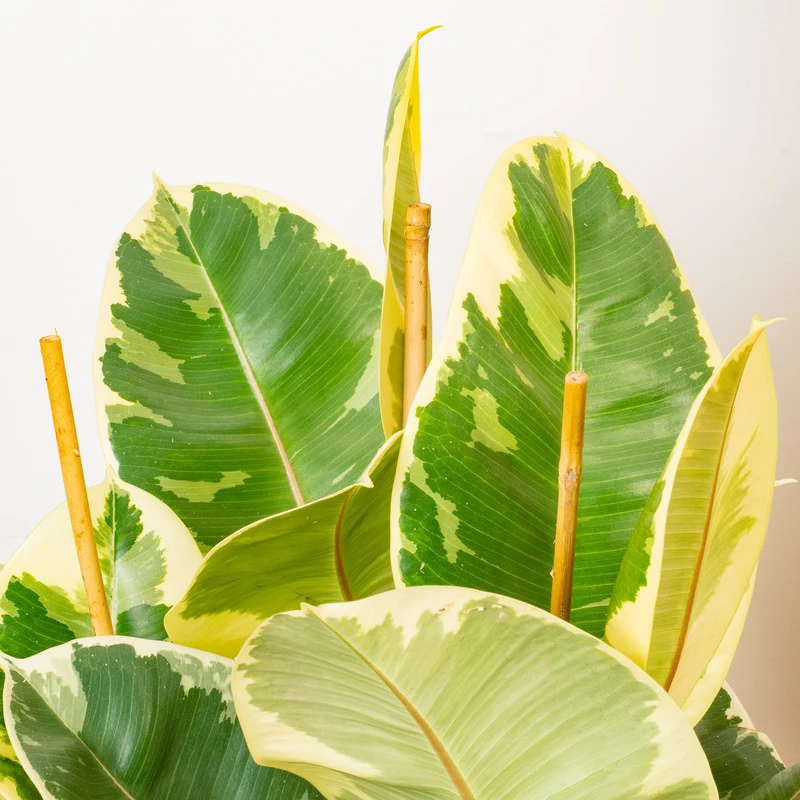 Ficus 'Tineke'