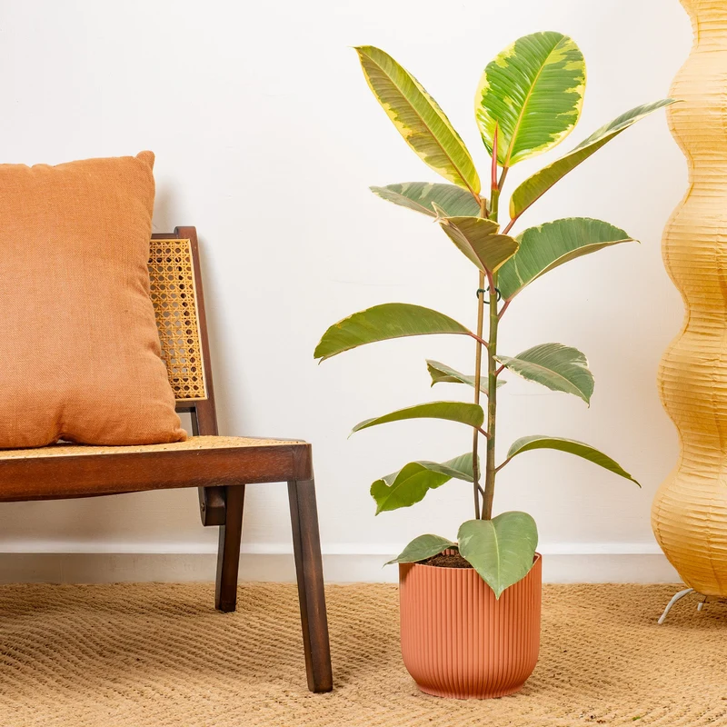 Ficus 'Tineke'