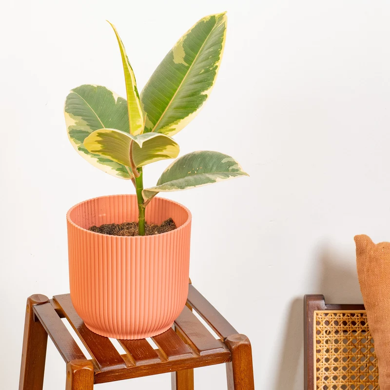 Ficus 'Tineke'