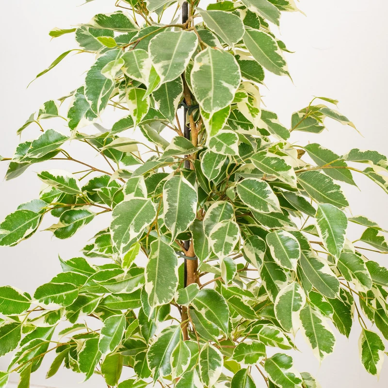 Ficus 'Starlight'