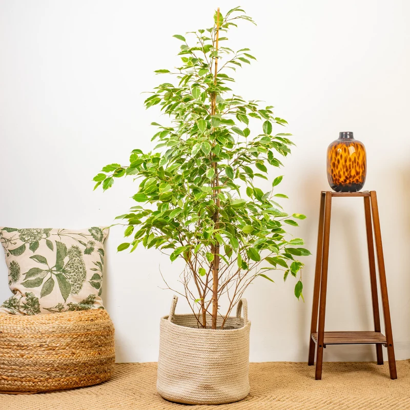 Ficus 'Starlight'