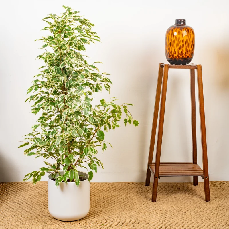 Ficus 'Starlight'