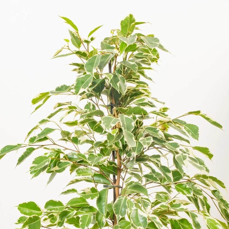 Ficus 'Starlight'