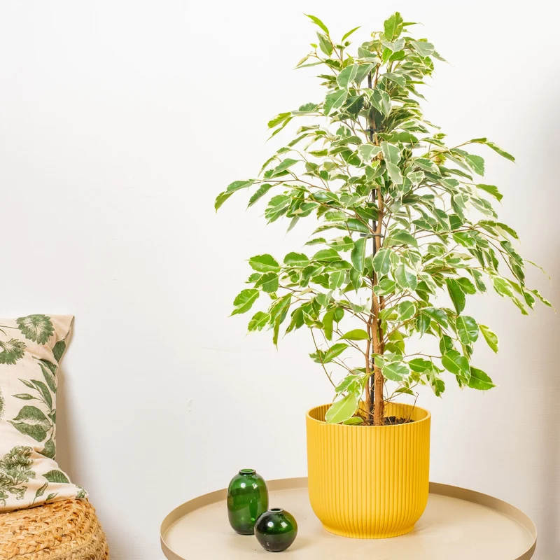 Ficus 'Starlight'