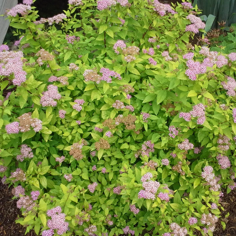 Spierstrauch 'Goldflame'