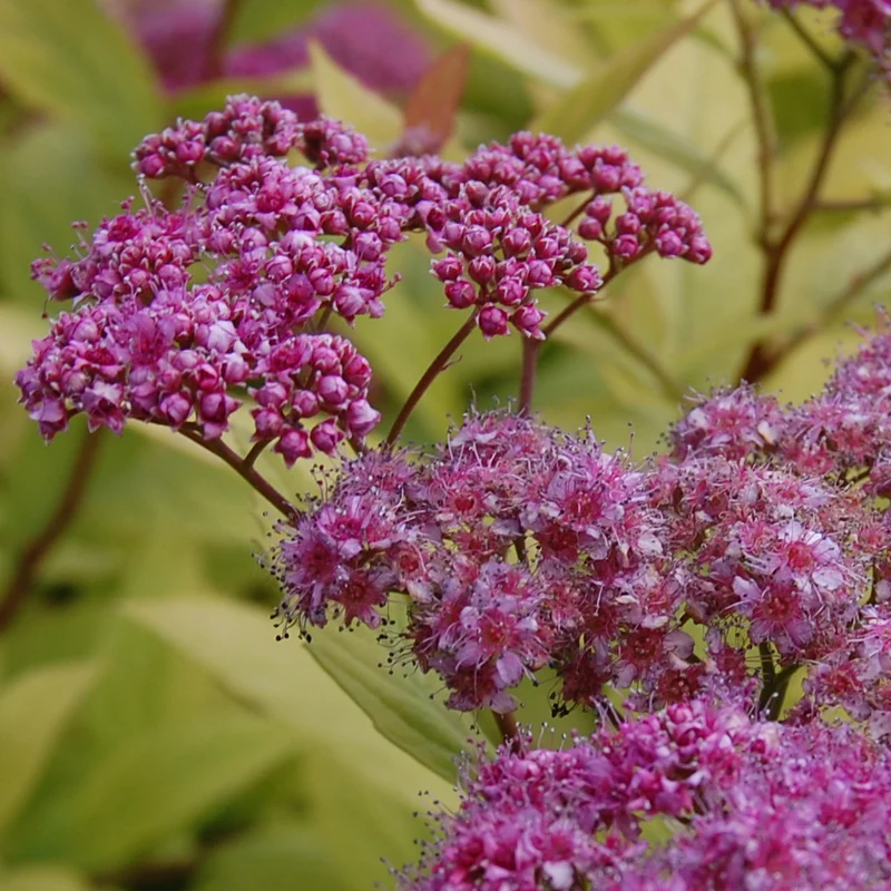 Spierstrauch 'Goldflame'