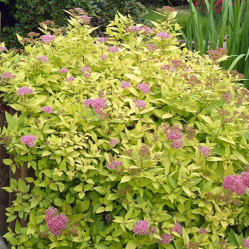 Spierstrauch 'Goldflame'