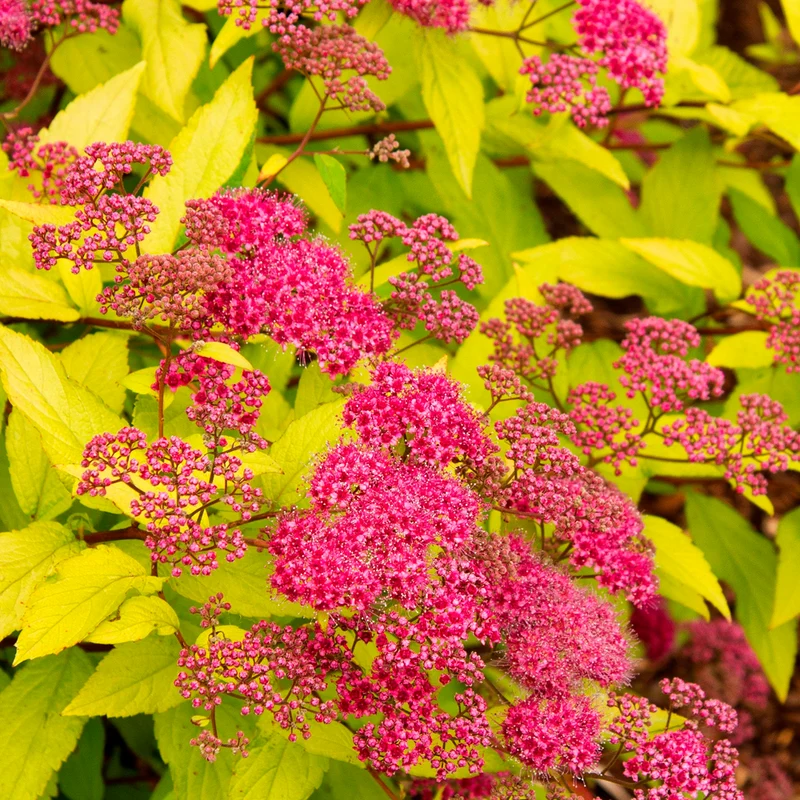 Spierstrauch 'Goldflame'