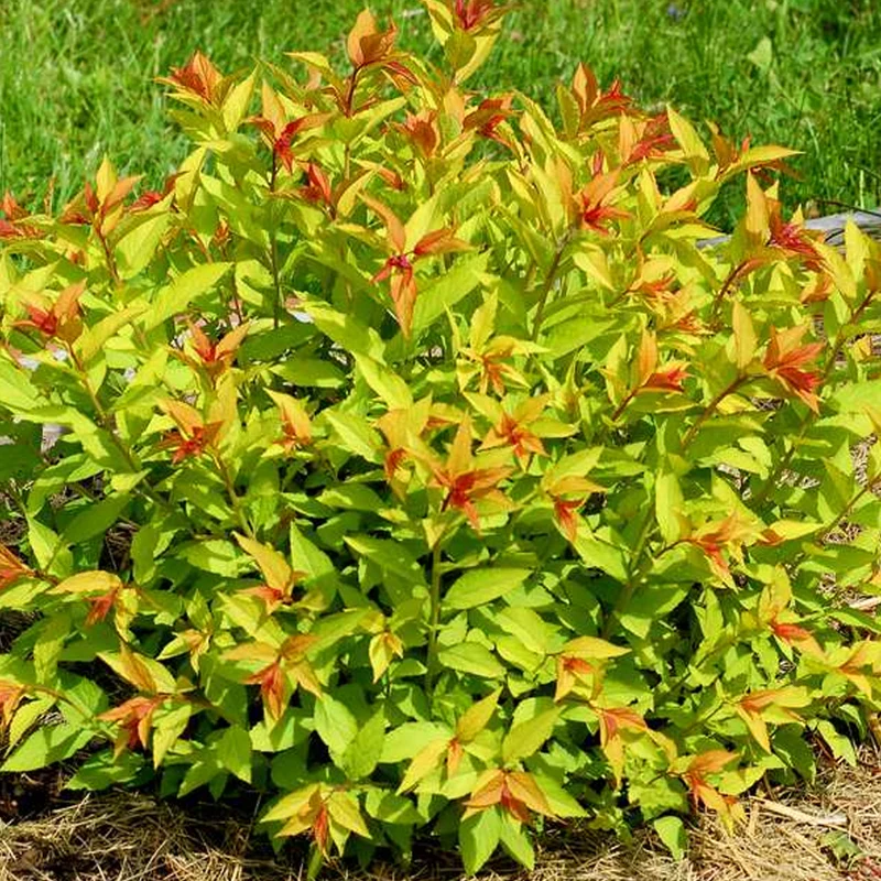 Spierstrauch 'Goldflame'