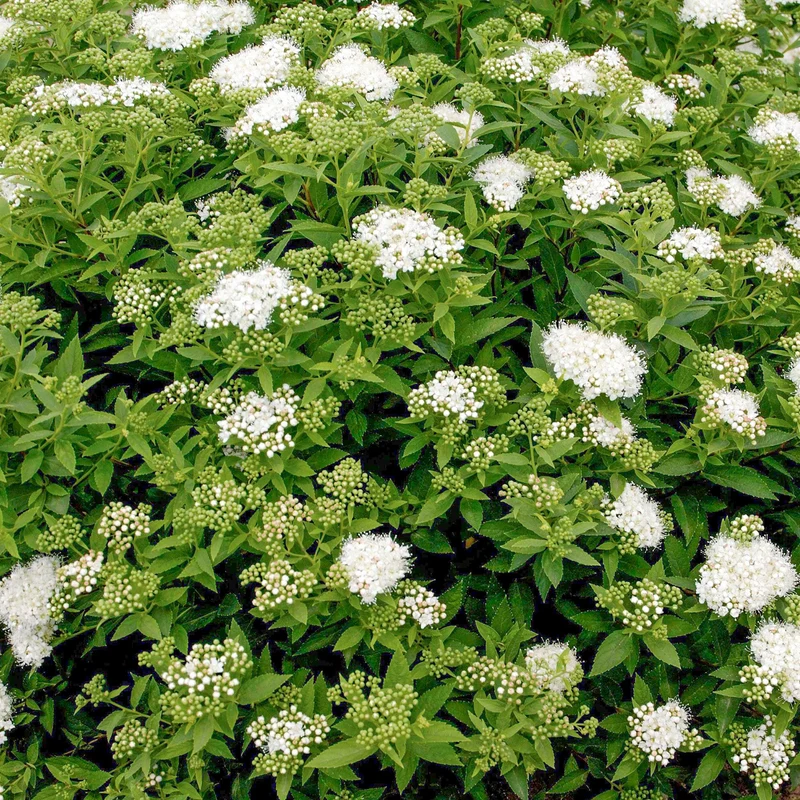 Spierstrauch 'Albiflora'