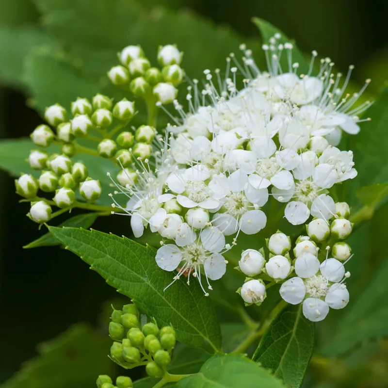 Spierstrauch 'Albiflora'