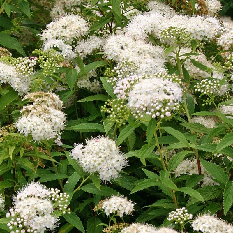 Spierstrauch 'Albiflora'