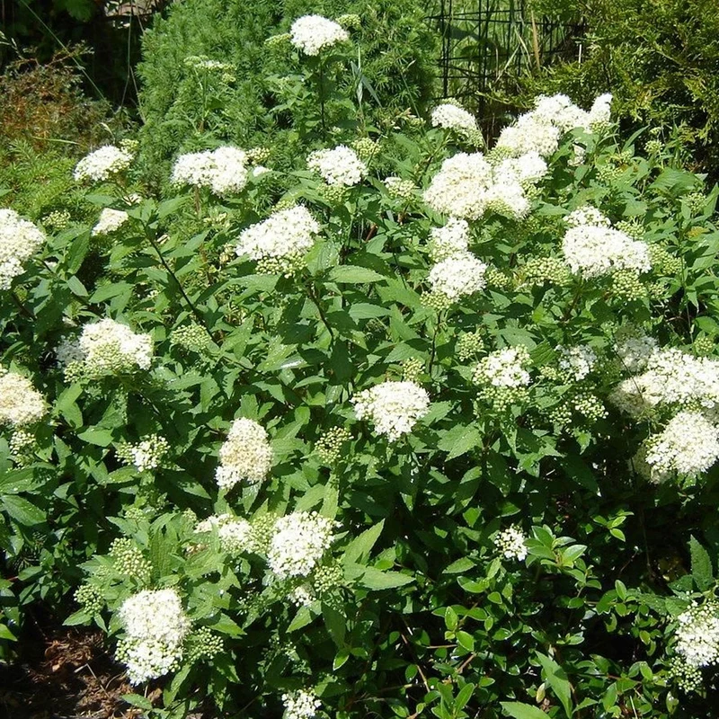 Spierstrauch 'Albiflora'