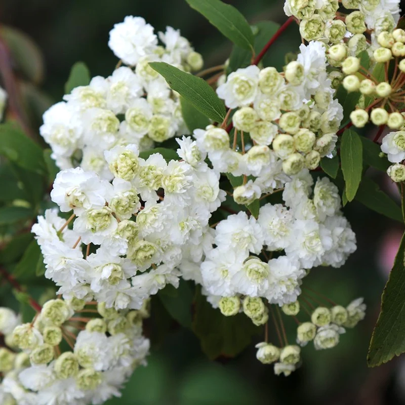 Spierstrauch 'Albiflora'