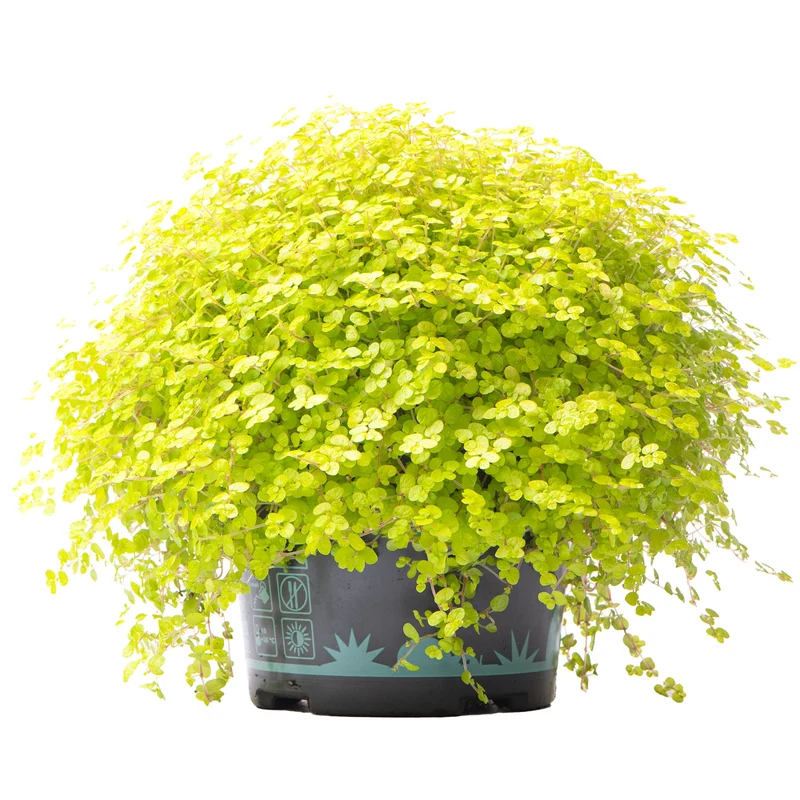 Bubikopf 'Helxine Yellow'