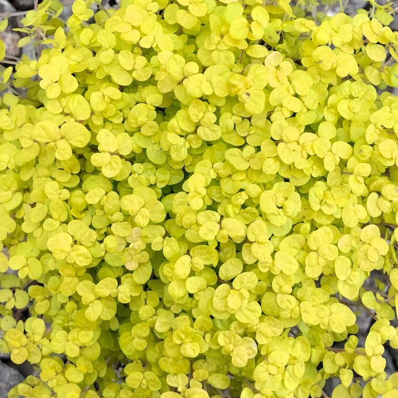 Bubikopf 'Helxine Yellow'