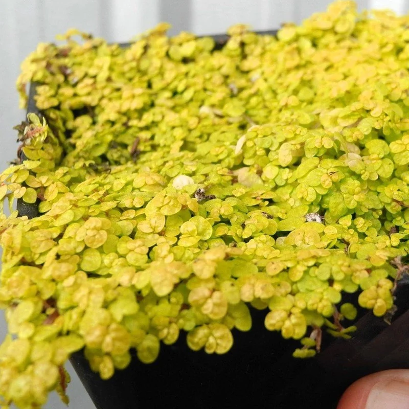 Bubikopf 'Helxine Yellow'