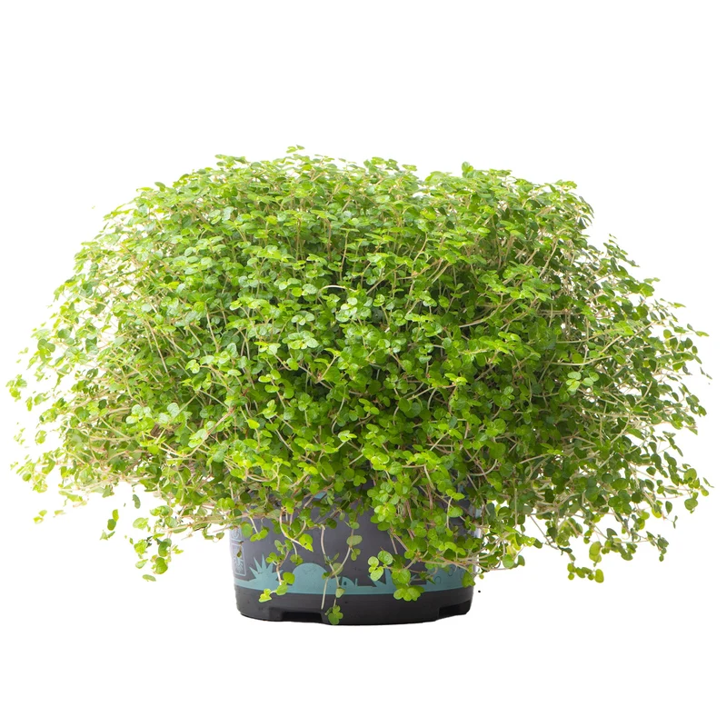 Bubikopf 'Helxine Green'