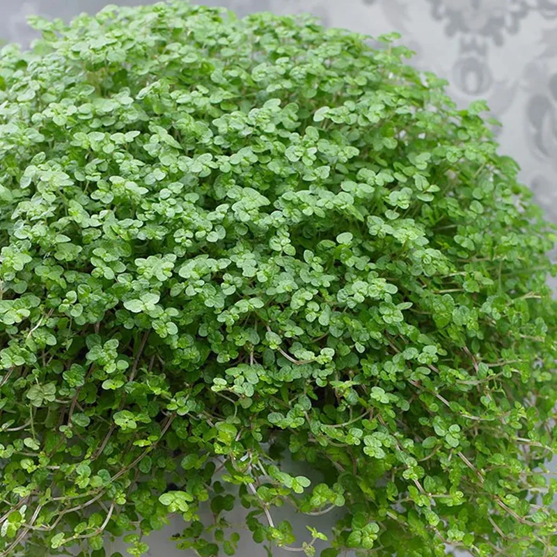 Bubikopf 'Helxine Green'