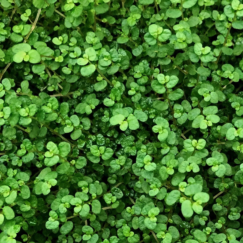 Bubikopf 'Helxine Green'