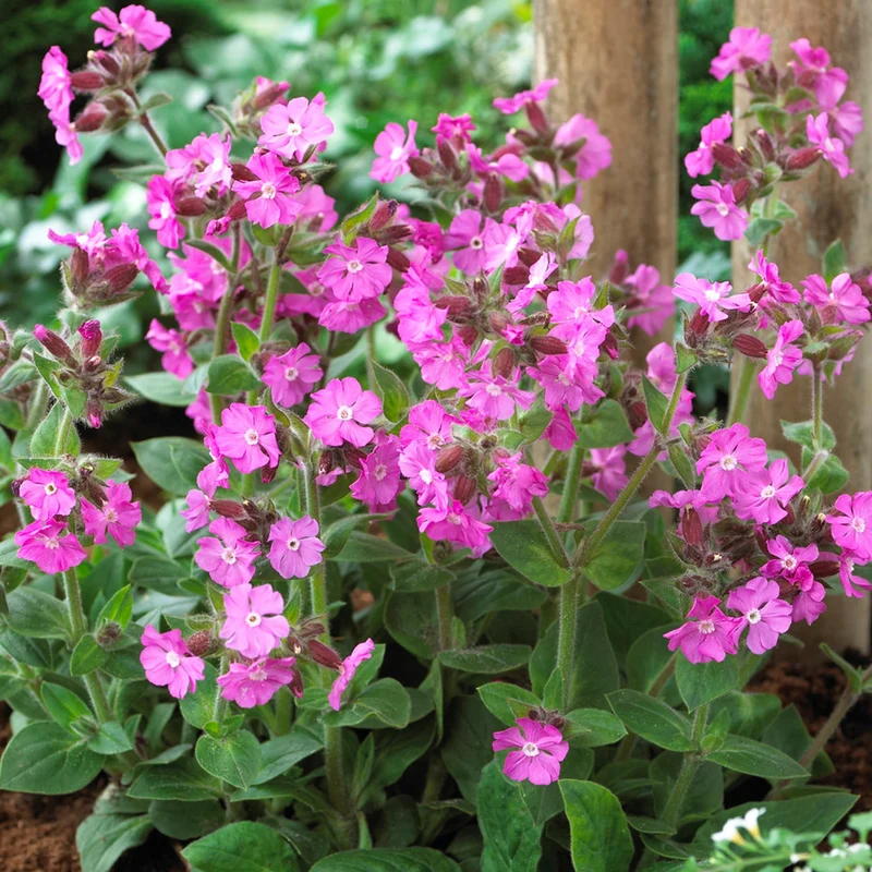 Rote Lichtnelke 'Rollie's Favorite'