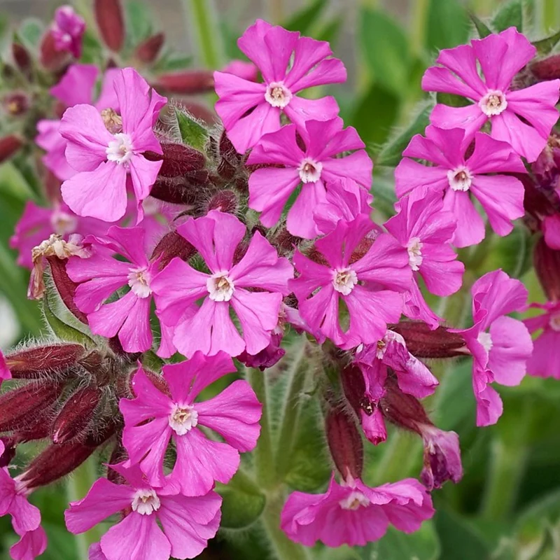 Rote Lichtnelke 'Rollie's Favorite'
