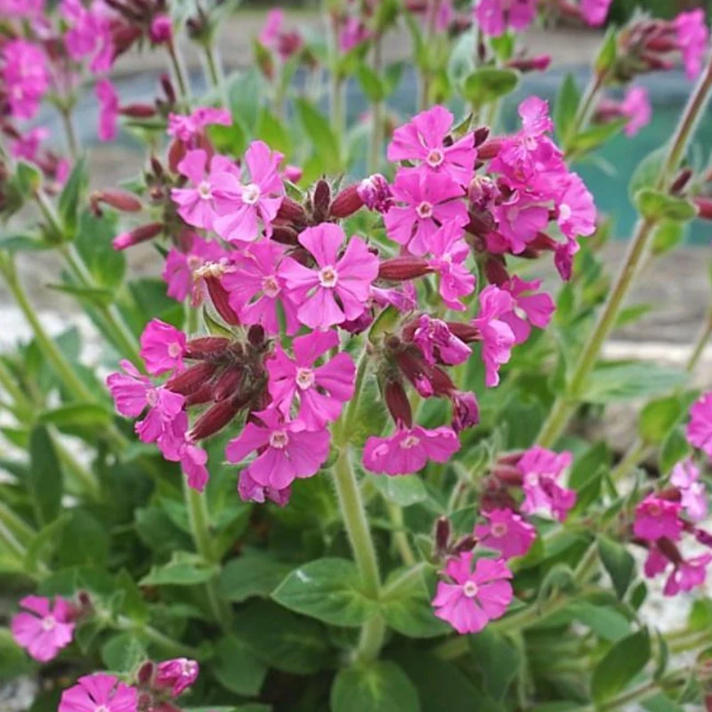Rote Lichtnelke 'Rollie's Favorite'
