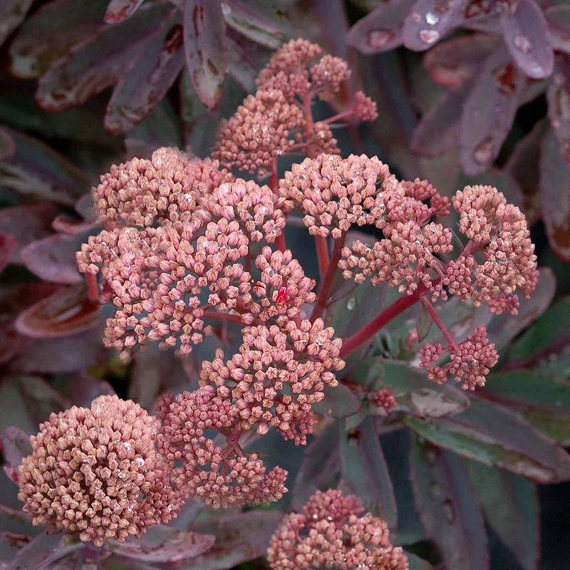 Fetthenne 'Marina'