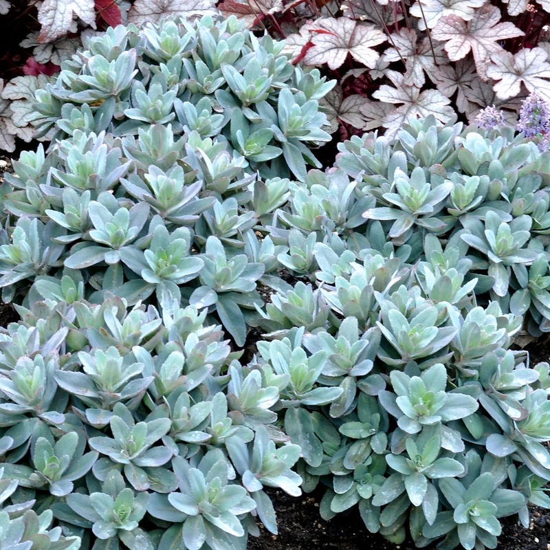Fetthenne 'Marina'